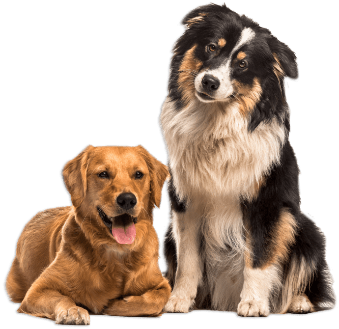 Golden and Australian Shepherd