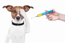 dog needs vaccines