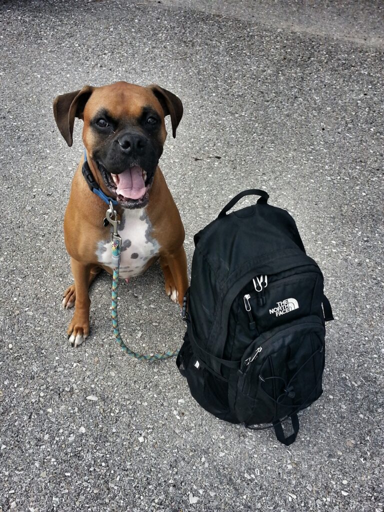 dog with a backpack