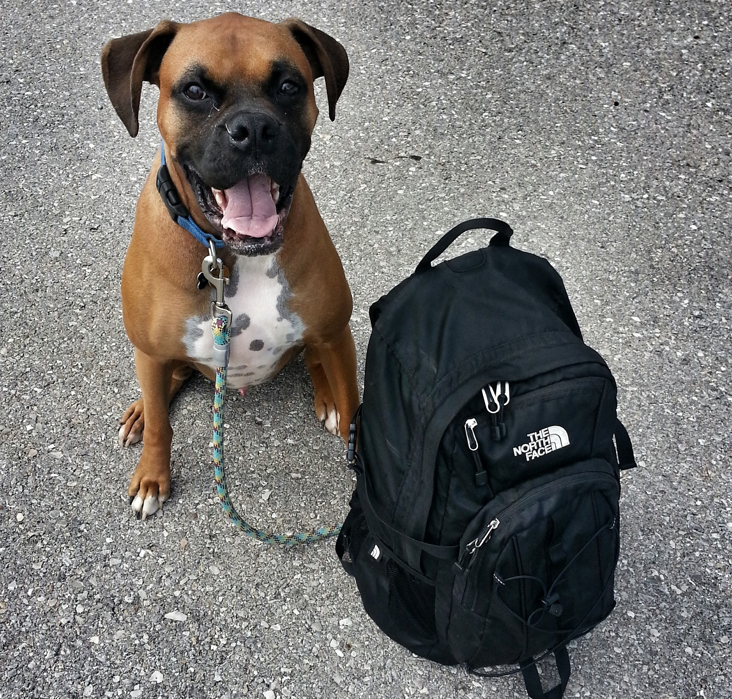 dog and backpack