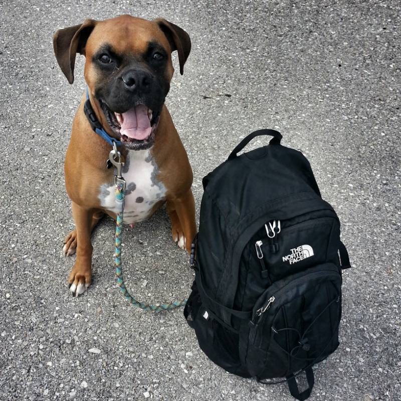 Boxer and backpack