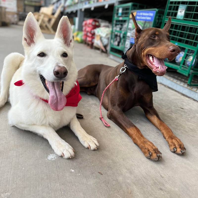 Dog boarding hotsell obedience school