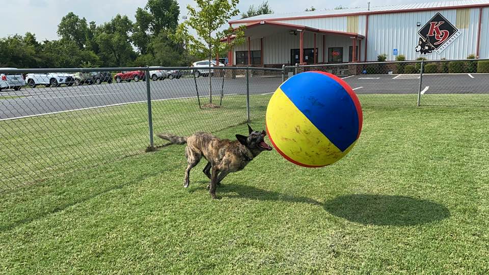 dog chasing ball