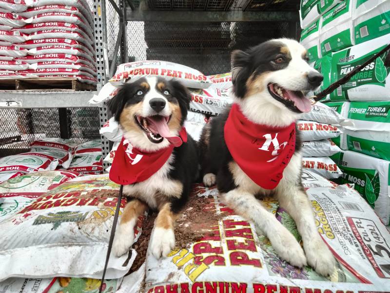 Dogs resting after training