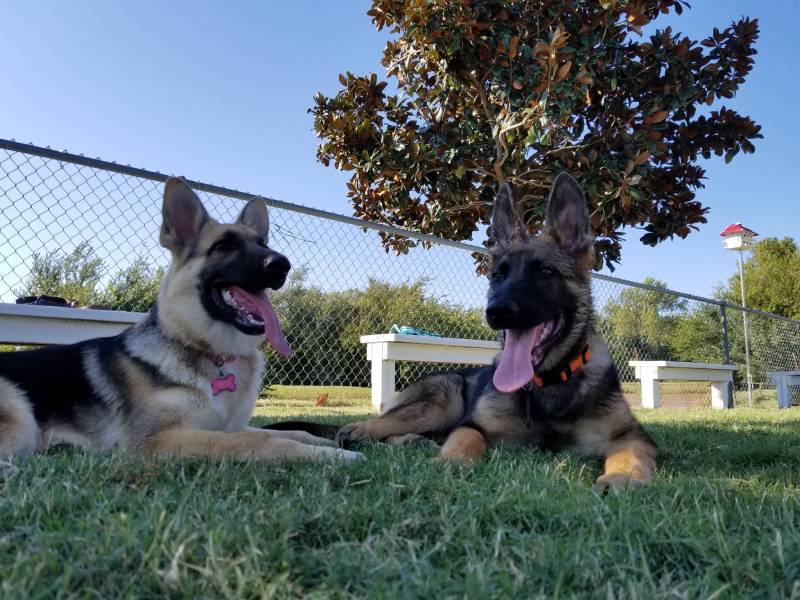 2 German Shepherds