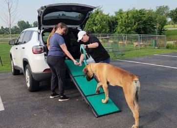 Training a mastiff