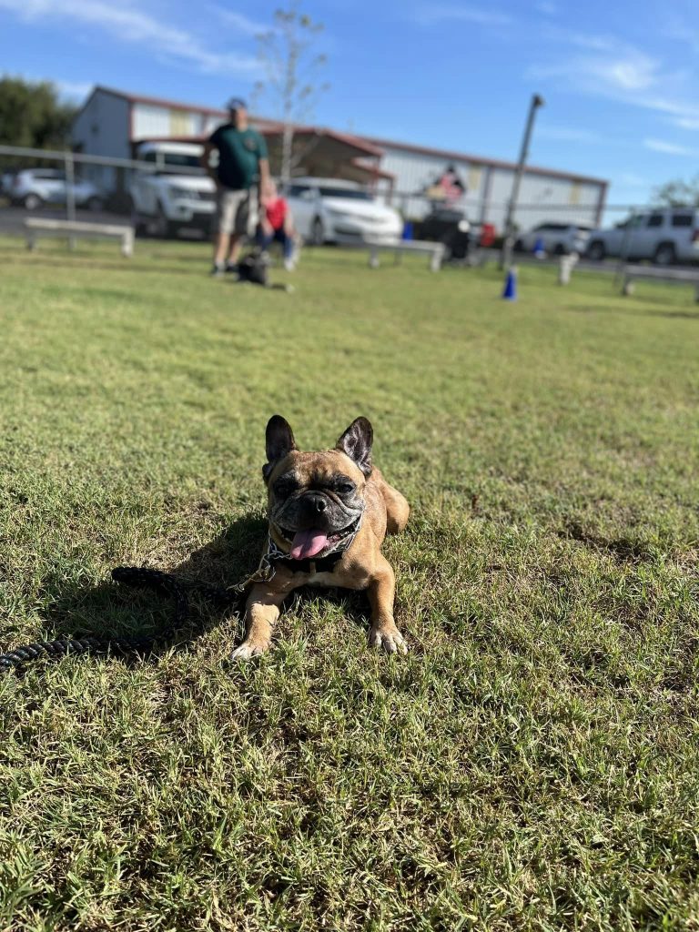 pug training at K9 University