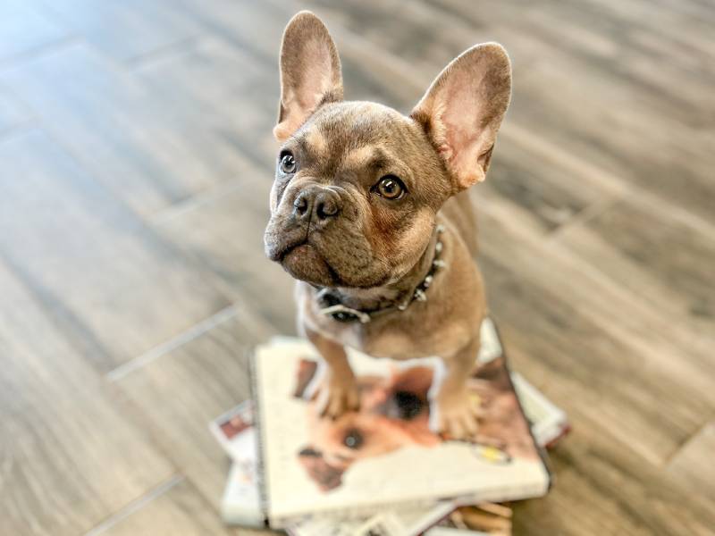 Potty training classes shop for puppies near me