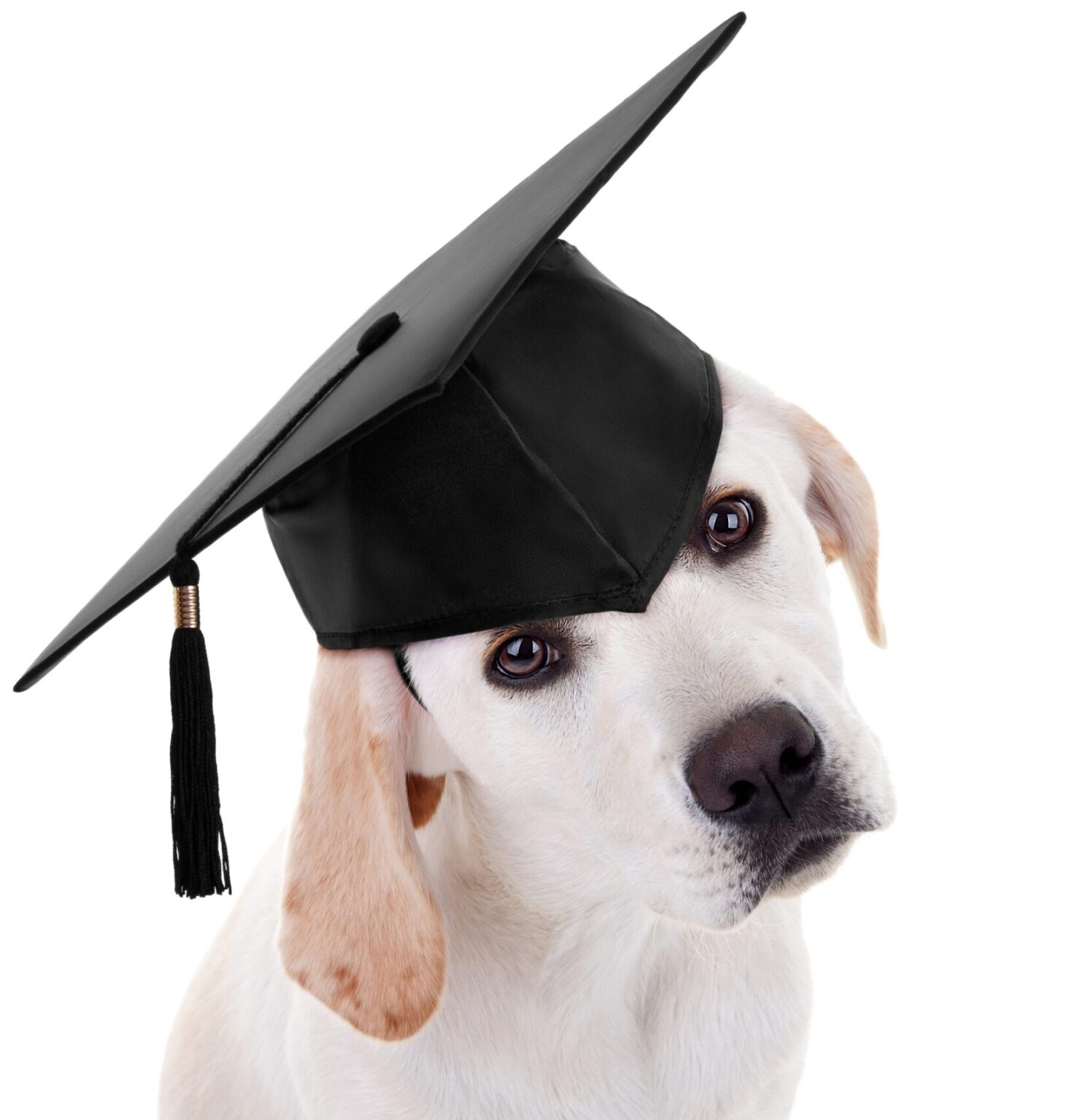 Oklahoma City Dog Training & Boarding School K9 University