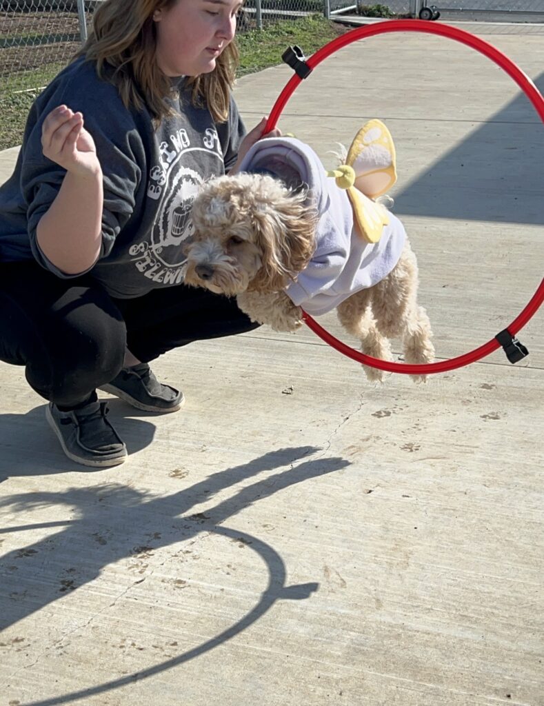 Dog doing tricks