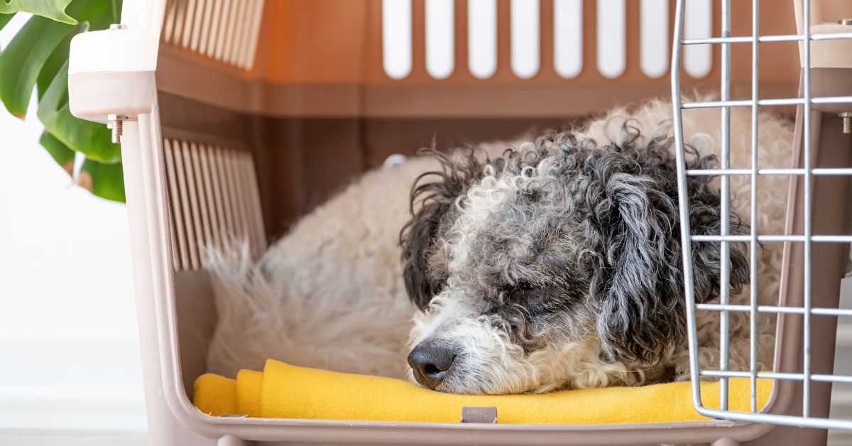 How to Crate Train an Older Dog