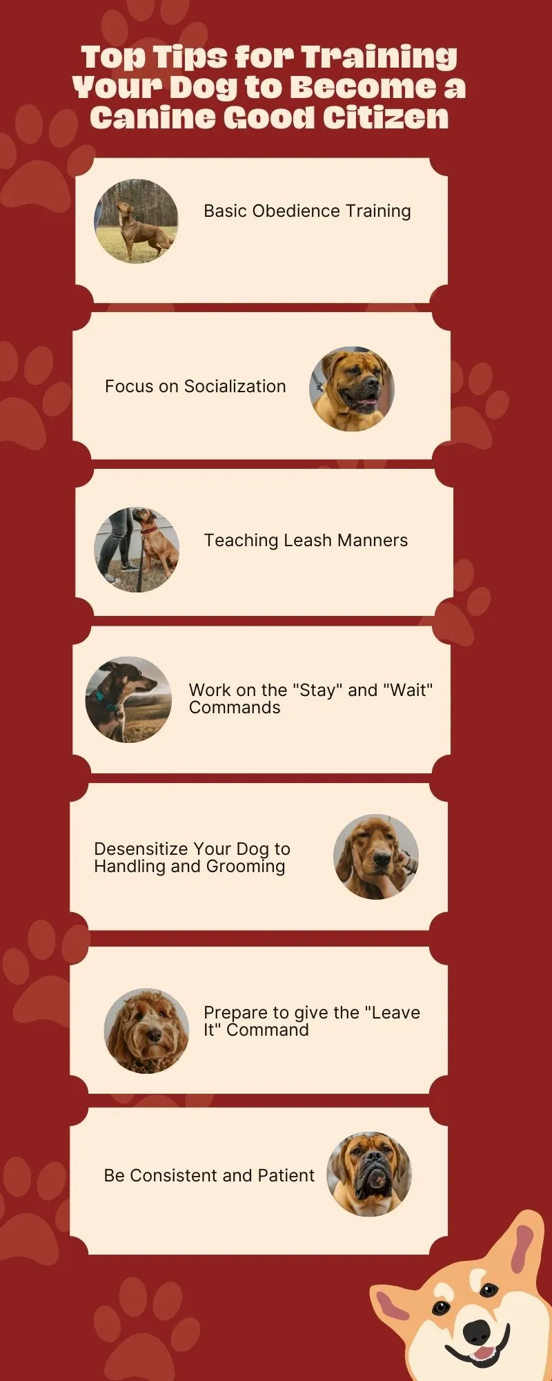 Top Tips for Training Your Dog to Become a Canine Good Citizen