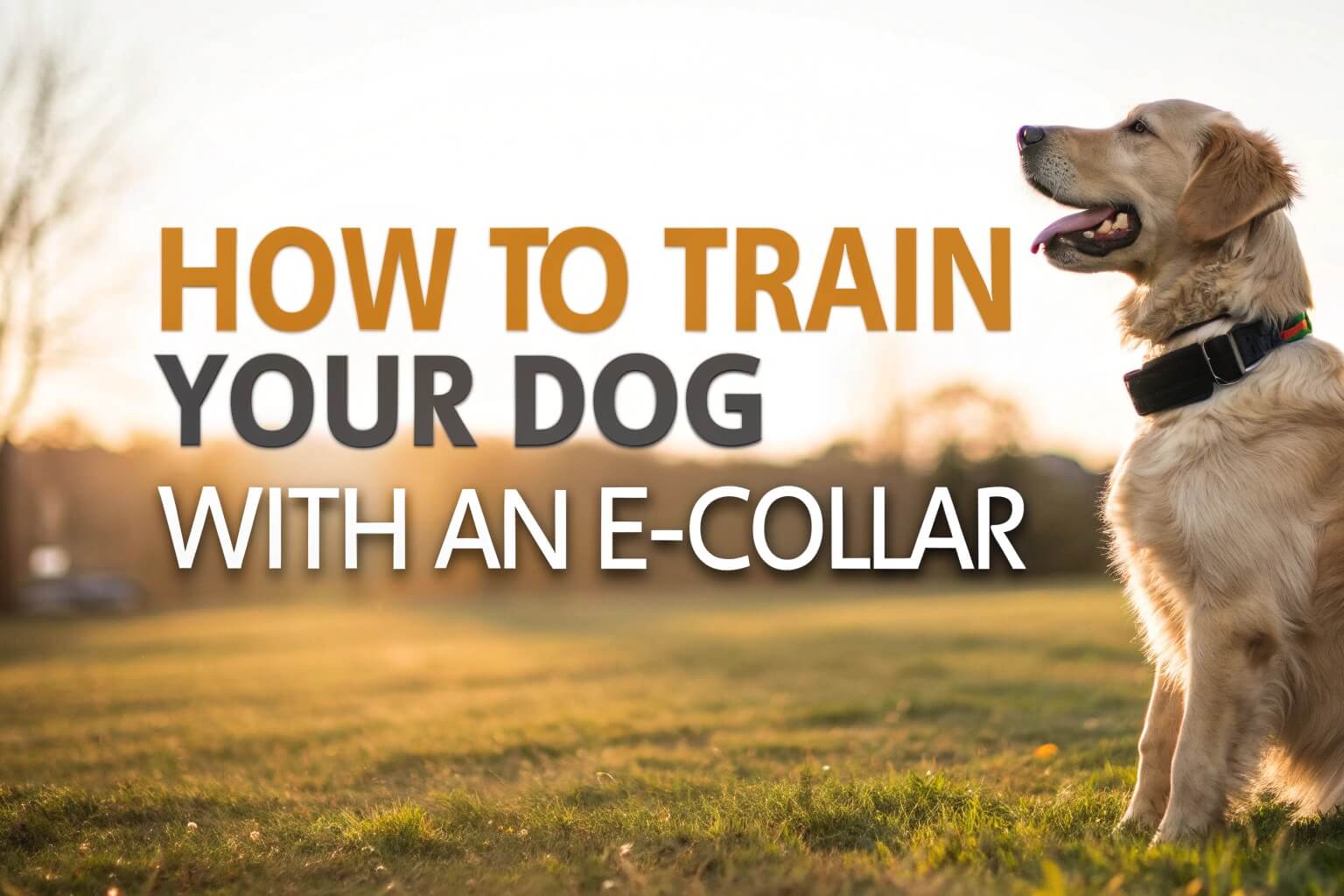 How to Train Your Dog With an E-Collar